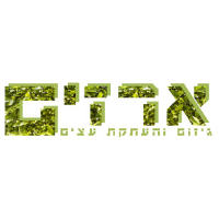 ארזים